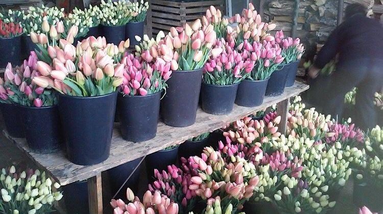 Des tulipes contre le cancer dans le Landes